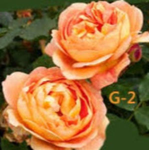 Meet your Posher, Aileen